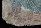 Moroccan Crinoid (Scyphocrinites) Plate #61215-12